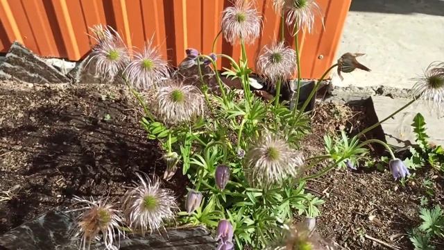 Землю привезли, сон-трава отцвела! смотреть онлайн