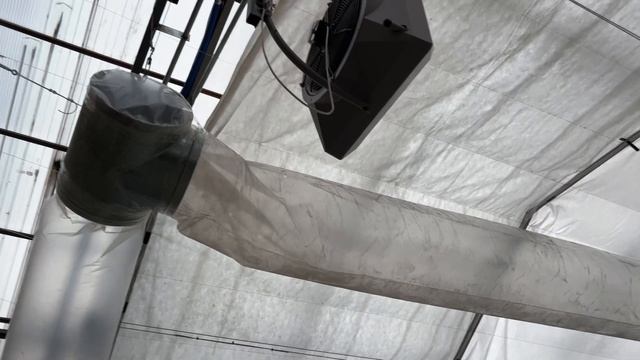 К выгонке тюльпанов готовы | Итоги модернизации комплекса смотреть онлайн