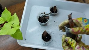 Замиокулькас чёрный. Как долго размножается замиокулькас?