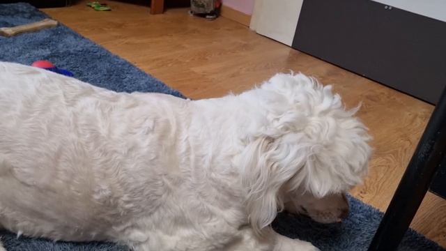 Мордаха, самая счастливая собака! Пудель Тара #собака #пудель #dog смотреть онлайн