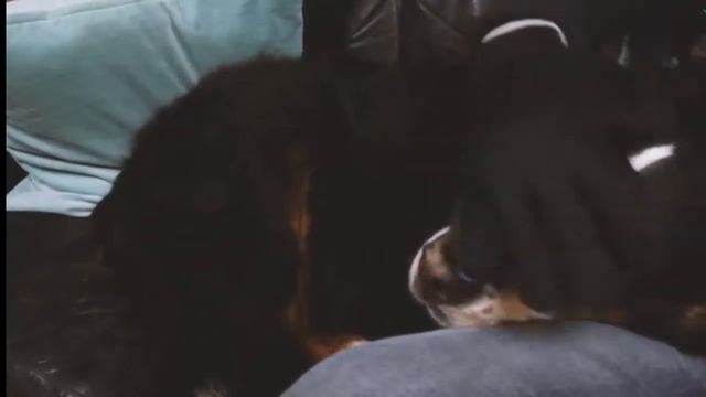 Перчатка для вычесывания смотреть онлайн