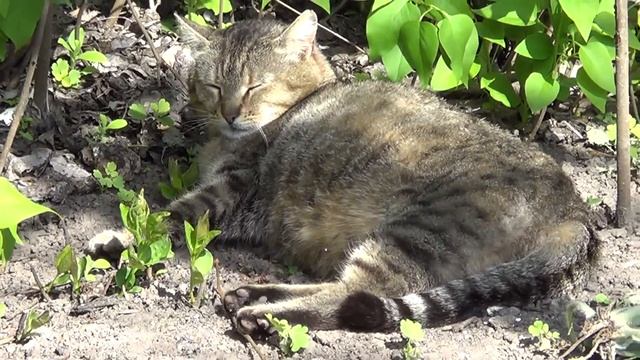 Ефросинья смотреть онлайн