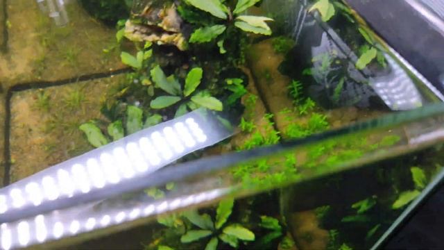 Обзор. Аквариум 20 литров. смотреть онлайн