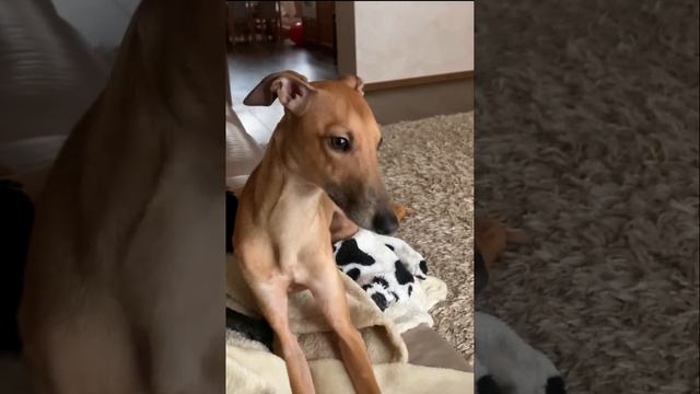 Italian greyhound,italienisches Windspiel , Питомник левреток. (720p) смотреть онлайн