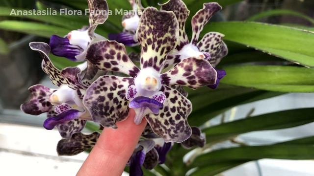 V. (lamellata x brunea) x V. Mimi Palmer смотреть онлайн