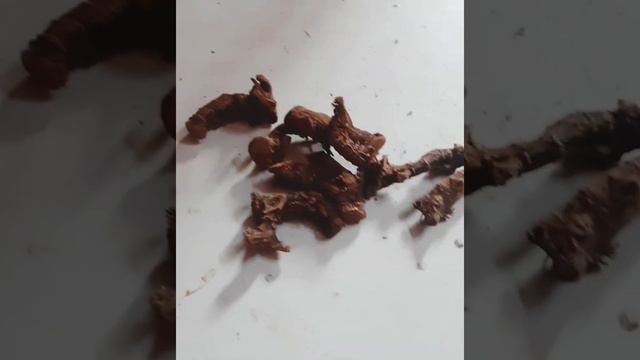 Dinam Oru Mooligai/Cittarattai/Galangal/Alpinia Officinarum/Zingiberaceae смотреть онлайн