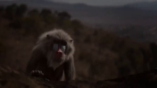 Король Лев (2019). Русский фан-ролик (HD) смотреть онлайн