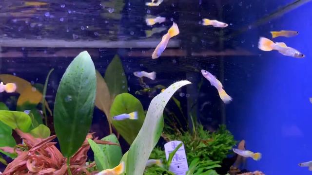 Sunset guppy at my local fish shop - Poecilia reticulata смотреть онлайн