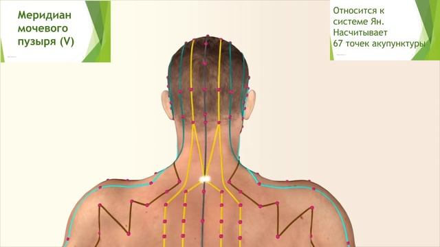 Акупунктурные точки. Учение о меридианах! смотреть онлайн