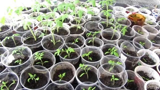 МОЙ МАРТОВСКИЙ РАССАДНИК смотреть онлайн