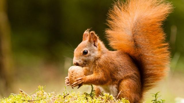 Squirrel Sound Effect in HD Quality смотреть онлайн