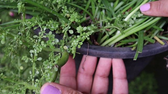 Rock weed/Baby tears/Pilea Microphylla: Best plant for hanging baskets with zero maintenance смотреть онлайн