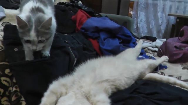 Мой кот спит как сумасшедший. смотреть онлайн