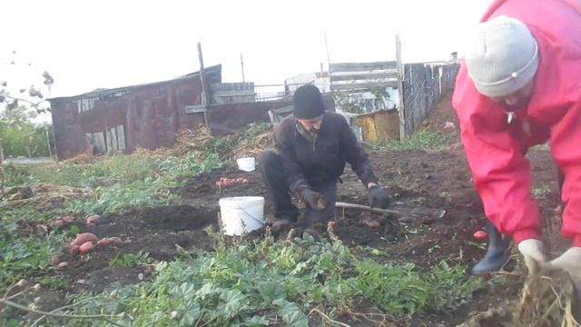 Выкопали картошку...Вот какой урожай мы собрали...Лучший сорт картошки. смотреть онлайн