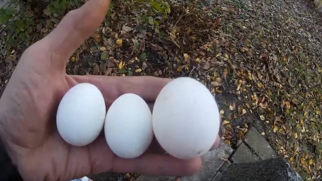 Куры несушки Рейтинг количество яиц Бизнес смотреть онлайн