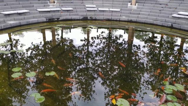 Парк Галицкого. У пруда с красными карпами смотреть онлайн