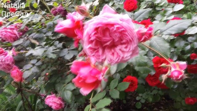 Роза LaDuree(Dominique Massad) в моём саду. смотреть онлайн