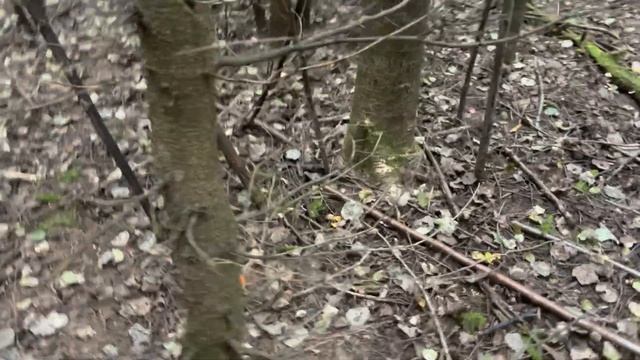 ГРИБНИК ВСЕГДА НАБИРАЕТ В ЭТОМ ЛЕСУ БЕЛЫЕ ГРИБЫ И ПОДОСИНОВИКИ! смотреть онлайн