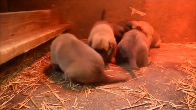 Danica and Dusty litter 3 weeks old (3 males available) смотреть онлайн