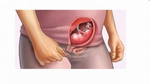 11 Одиннадцатая неделя беременности.  Как развивается плод