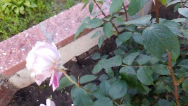 #роза #голубая / Чайно-гибридная роза Блу Найл (лат. rosa Blue Nile) Голубой Нил смотреть онлайн