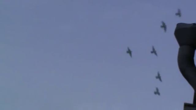 Голуби гривуны. смотреть онлайн