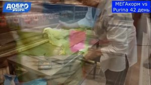 МегаКорм vs Purina