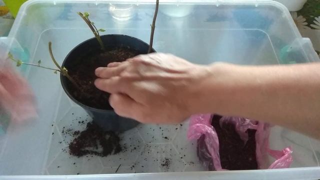 Танцы и Хореография