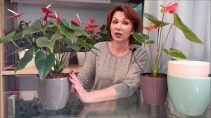 Септориоз, причины и лечение, здоровый куст антуриума, перевалка в новый грунт