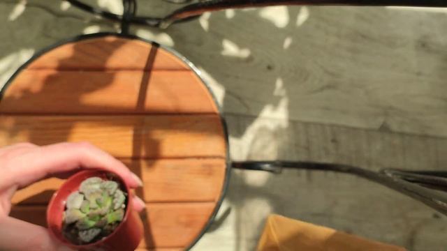 закупка растений на валдберис. смотреть онлайн