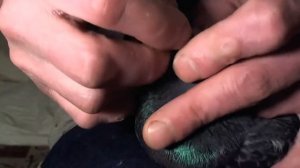 Кормление вертячного голубя грубо и бесцеремонно