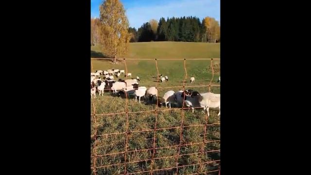 Овцематки ярки дорпер #дорпер #dorper #dorpersheep смотреть онлайн