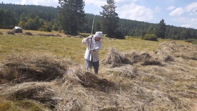 Сенокос в разгаре