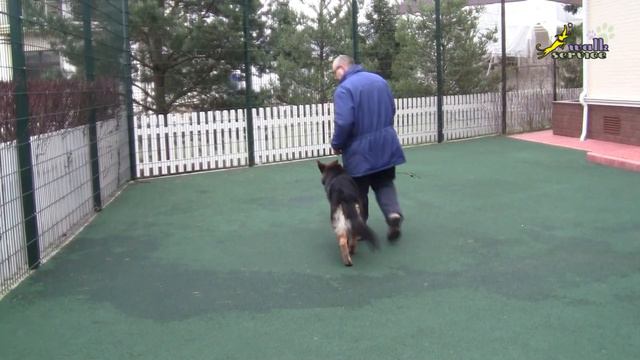 A Shepherd puppy training A command heel A pinch collar смотреть онлайн