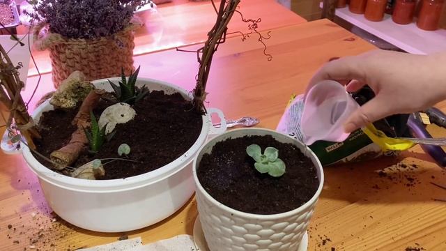 Жизнь на даче: Пересадка комнатных растений. Зима не хочет уходить. смотреть онлайн