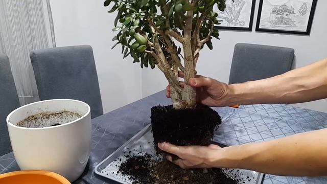 Kako od Crassule napraviti magicni Bonsai смотреть онлайн