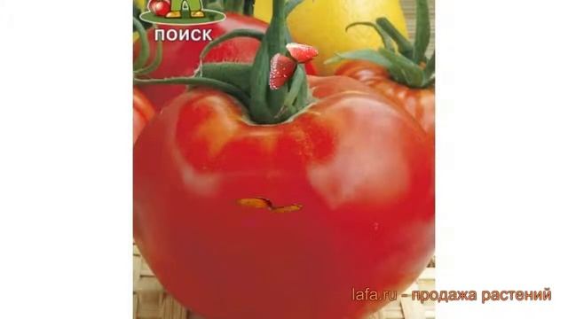 Строительные Приоритеты