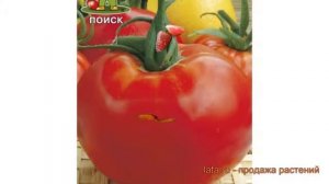 Томат обыкновенный Бифштекс (bifshteks) ? томат Бифштекс обзор: как сажать семена томата Бифштекс