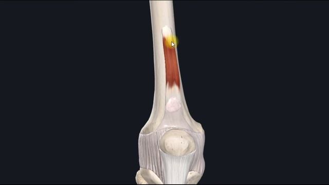 Суставная мышца колена (m.articularis Genus) 3D Анатомия