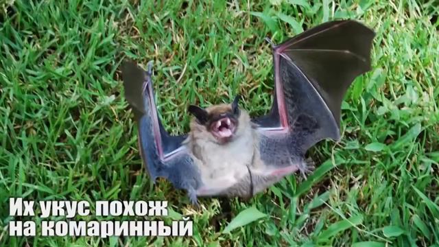 10 СТРАШНЫХ ЖИВОТНЫХ, КОТОРЫХ НЕ СТОИТ БОЯТСЯ смотреть онлайн