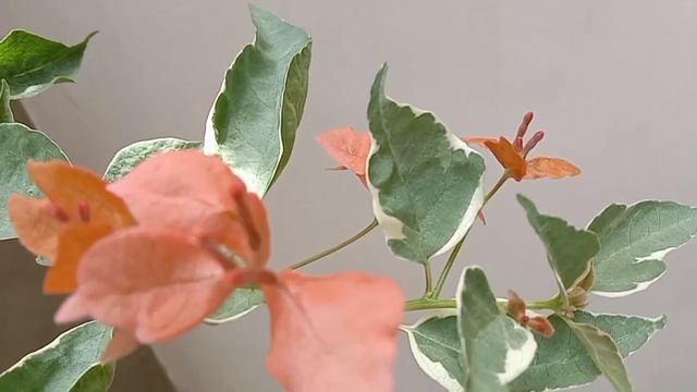 Bougainvillea orange butterfly. Small bracts. смотреть онлайн