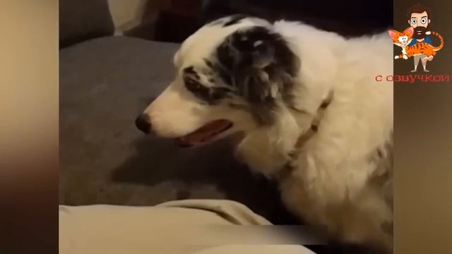 ПРИКОЛЫ С КОТАМИ! С ОЗВУЧКОЙ - Смешные Коты - СМЕШНЫЕ ЖИВОТНЫЕ! смотреть онлайн