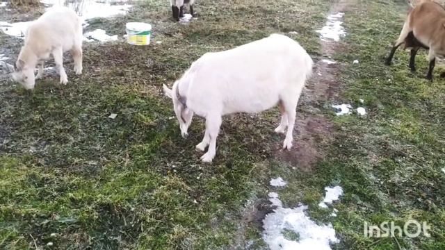 Деревенские будни. Ч.1. Козы. смотреть онлайн