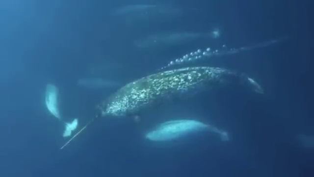 Narwhal Sounds