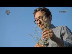 Полынь // Живая аптека