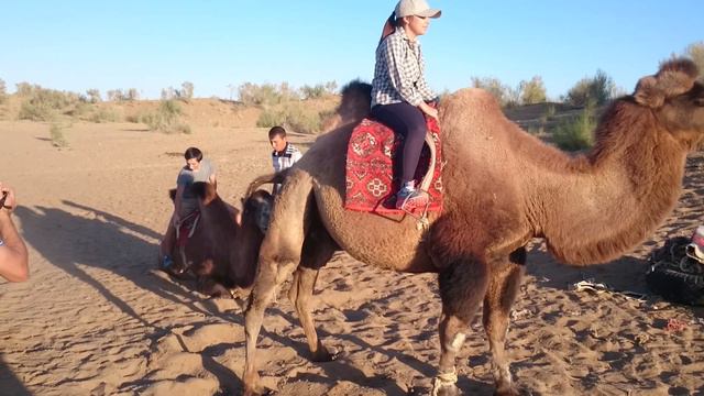 Покатайки на верблюдах смотреть онлайн
