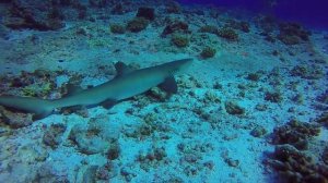 Дайвинг на Палау/Микронезия/Palau/Micronesia/1 часть сафари Aggressor Fleet
