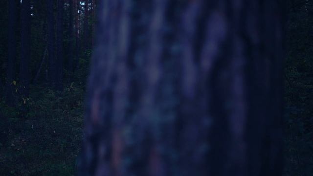 Момо в лесу / Momo in the forest 4K смотреть онлайн