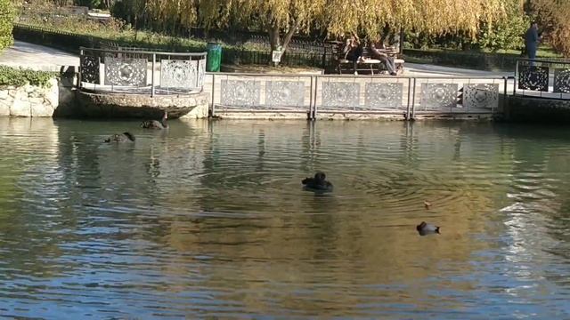 СОЧИ. ДЕНДРАРИЙ. ТЕННИСНЫЕ АЛЛЕИ. ДЕКАБРЬ 2020. смотреть онлайн