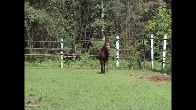 Орловская кобылка 2016 г.р. Мексика от Кредита и Марки смотреть онлайн